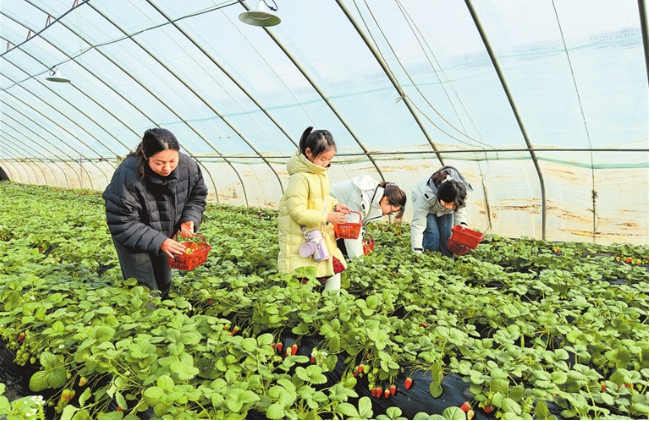 新春走基层丨盐碱地种出“七彩果”