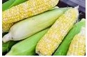 浦东地产鲜食玉米喜提金奖
