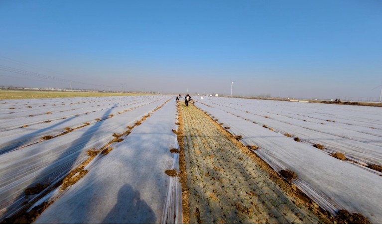 应对大雪天气 蔬菜管理提示