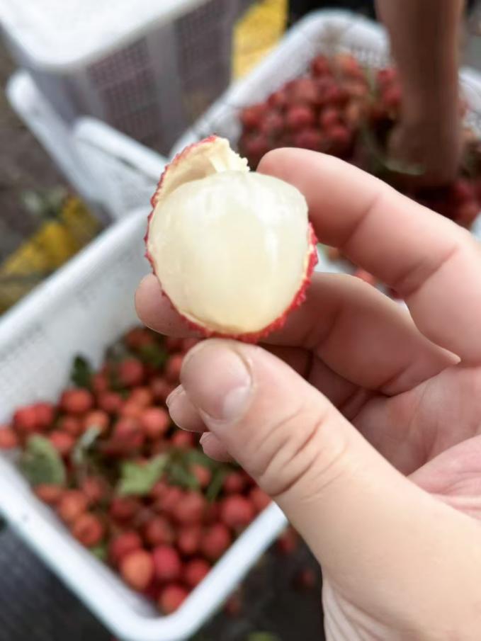 吃荔枝搭配喝柠檬汁，脂肪转化率降21%